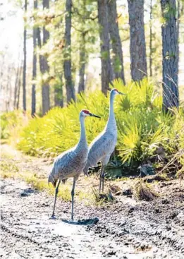  ?? PATRICK CONNOLLY/ORLANDO SENTINEL PHOTOS ?? Sandhills cranes look for insects to eat in a muddy section of trail at Hontoon Island State Park in Volusia County on Jan. 31.