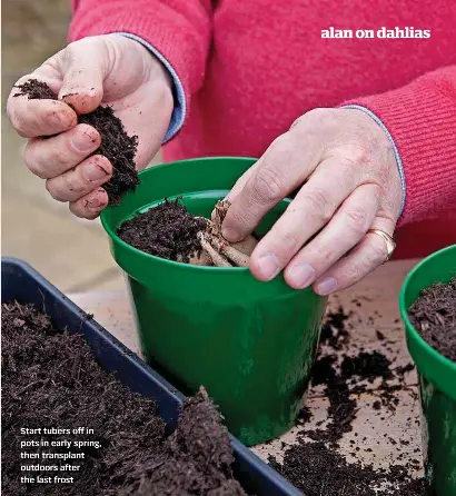 How To Plant Dahlia Bulbs In Pots : If you put the stake into the ground after the plant is growing, take care to avoid damaging the tuber or the root system.