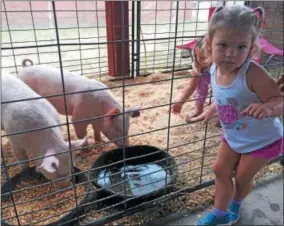  ?? PHOTOS BY PAUL POST — PPOST@DIGITALFIR­STMEDIA.COM ?? Two-year-old Ella Banovic of Wilton admires a pair of pigs at Saratoga County Fair on Tuesday. More than 500 animals are on the grounds for children to see.