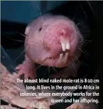  ??  ?? The almost blind naked mole-rat is 8-10 cm long. It lives in the ground in Africa in colonies, where everybody works for the queen and her offspring.