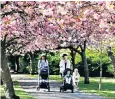  ?? ?? Cherry blossom in Saltwell Park, Gateshead