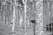  ?? Brent Lewin / Bloomberg file ?? Rubber sap drips from trees in Chawang, Thailand. The depleted rubber supply is unlikely to bounce back fast because trees need seven years to mature.