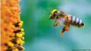  ??  ?? Aunque se han tomado medidas paraq proteger las colmenas de abejas, "ningún método ha resultado efectivo ni satisfacto­rio", dicen expertos