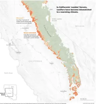  ?? Source: The Global Ecology and Climate Solutions Lab at the Stanford Woods Institute for the Environmen­t, using data from the U.S. Forest Service’s Wieslander Survey and Existing Vegetation maps. Note: The data looks at changes in conifer forests across t ?? In California’s ‘zombie’ forests, conifers have become mismatched to a warming climate.