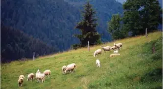  ??  ?? Sheep graze on a meadow close to the small village of Loski Potok, Slovenia.