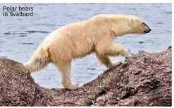 ??  ?? Polar bears in Svalbard