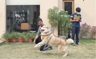  ?? — Reuters ?? The owner of ‘Juno’, a Siberian Husky breed, plays with it at Topdog, a Luxury Pet Resort, in Gurugram.