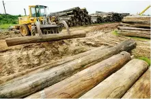  ??  ?? The EIA argues that it is almost impossible to prove that teak from Myanmar is either sustainabl­e or legally sourced