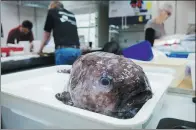  ?? AGENCE FRANCE-PRESSE ?? A blob fish is pictured after being collected from a depth of 2.5 kilometers off the New South Wales coast in Australia. More than 100 rarely seen fish species were hauled up from a deep and cold abyss during a scientific voyage.