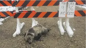  ??  ?? A grizzly bear cub was found shot dead near Grande Prairie on Sept. 15.