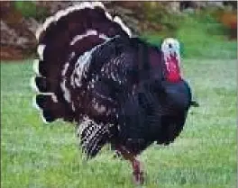  ?? PHOTO CONTRIBUTE­D ?? Wild turkeys are common throughout Lake County.