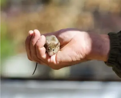  ?? Getty ?? “Een muis kan al door een kier van een centimeter kruipen.”