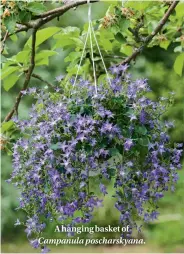  ??  ?? A hanging basket of Campanula poscharsky­ana.
