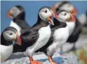  ?? ROBERT F. BUKATY/AP FILE ?? Atlantic puffins congregate on Eastern Egg Rock, a small island off the coast of Maine, the only state in the U.S. where they nest.