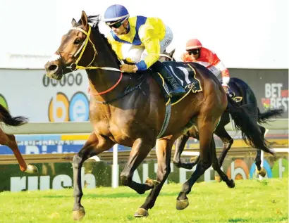  ?? Picture: JC Photograph­ics ?? STAR POTENTIAL. Unbeaten Al Mutawakel will be looking to cement a place in the Gauteng Summer Cup when he lines up in Race 4 on the Turffontei­n Inside track tomorrow.