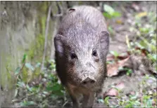  ?? (Parag Deka/Durrell Wildlife Conservati­on Trust via AP) ?? This undated photo provided in July by the Durrell Wildlife Conservati­on Trust shows an adult male pygmy hog in India. Pygmy hogs - the world’s smallest and rarest wild pig - are under a lockdown because of the first outbreak of African Swine Fever in India. There is neither a vaccine nor cure for the highly contagious viral disease that has already killed over 16,000 domestic pigs, said Pradip Gogoi, an official at Assam’s animal husbandry wing.