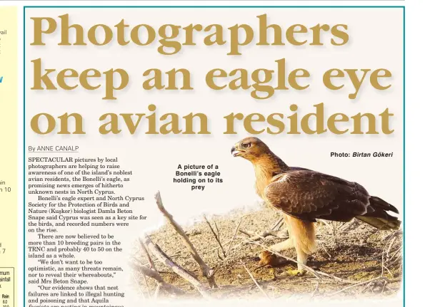  ?? Photo: Birtan Gökeri ?? A picture of a Bonelli’s eagle holding on to its prey