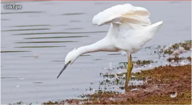  ??  ?? Little Egret