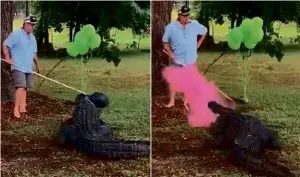  ?? ?? Amazingly, one gender reveal that went off without a hitch was staged in Florida by Stacie Childs-Wright and her husband Chad Wright. This involved their pet alligator, Amos, biting into a balloon to release a cloud of pink powder.