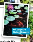  ??  ?? Koi carp are ‘living flowers’
