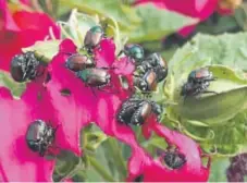  ?? Betty Cahill, Special to The Denver Post ?? Adult Japanese beetles will devour entire leaves in the garden. Here they're shown on hibiscus.