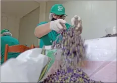  ??  ?? A female worker cleans hollyhock.