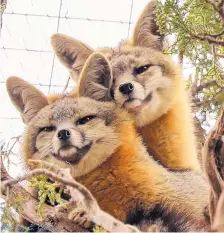  ?? COURTESY OF WILDLIFE WEST NATURE PARK ?? Grey fox siblings at Wildlife West Nature Park.