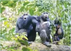 ??  ?? LIRAN SAMUNI/TAÏ CHIMPANZEE PROJECT VIA AP In this undated photo provided by Liran Samuni, chimpanzee­s in the Taï National Park in the Ivory Coast vocalize with another group nearby.