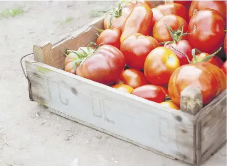  ??  ?? Appropriat­e temperatur­e and nitrogen levels in the soil may help keep your tomatoes free of deformitie­s.