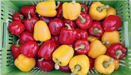  ?? MARION VAN DIJK/STUFF ?? A farm north of Auckland that produces capsicums has received $5 million from the Government’s Investment in Decarbonis­ing Industry Fund to put towards a biomass boiler.