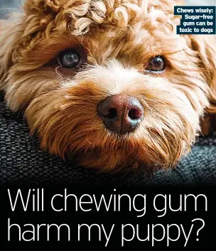  ??  ?? Chews wisely: Sugar-free gum can be toxic to dogs