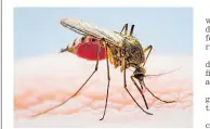  ?? Picture: RNZ ?? Samoa’s director general of Health has warned the country is on the brink of declaring a dengue fever outbreak.