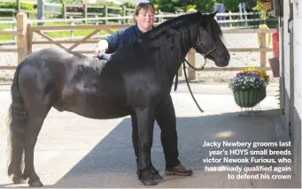  ??  ?? Jacky newbery grooms lastyear’s Hoys small breeds victor newoak furious, who has already qualified againto defend his crown