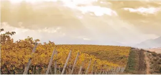  ?? WINEBC.COM ?? Leaves turn colour in a vineyard near Osoyoos. Painted Rock Estate Winery owner John Skinner says a warm spring, moderate summer and outstandin­g October have helped the harvest this year.