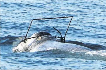  ?? Craig DeWitt Capt. Dave’s Dolphin and Whale Safari ?? A GRAY WHALE caught in a metal fishing frame was spotted Saturday outside Dana Point Harbor, conservati­onists said. It was the third tangled whale spotted off the Southern California coast in the last two weeks.