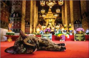  ??  ?? A cat lies enjoys the peace of a temple as Thailand celebrates the Buddhist new year