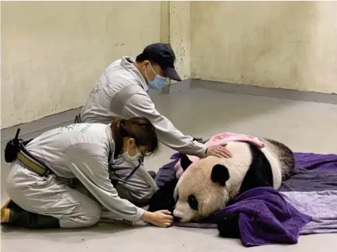  ?? (EPA) ?? Medical staff attend to Tuan Tuan after he suffered a seizure yesterday