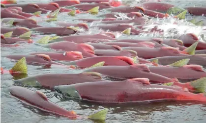  ?? Photograph: Reuters ?? Sockeye salmon are seen in Bristol Bay, Alaska.