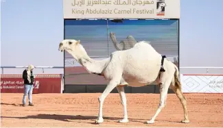  ??  ?? King Abdul Aziz Camel Festival gets underway. (SPA)