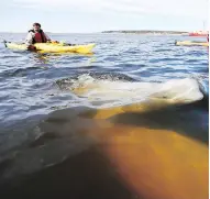  ?? JOHN WOODS / THE CANADIAN PRESS ?? A beluga whale surfaces for air as whale watchers head out in kayaks on the Churchill River in Churchill, Man. New regulation­s say that watercraft must stay at least 100 metres away from whales.