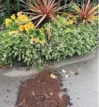  ??  ?? VANDALISM: Flowers have also been ripped from planters in Barwell