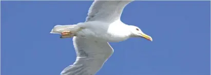  ?? Photo: CARM ?? The population of yellow-legged gulls has shot up