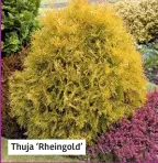  ??  ?? Thuja ‘Rheingold’