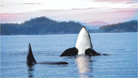  ?? FOTO: DPA ?? Whale Watching in British Columbia: Vor der kanadische­n Westküste lassen sich Schwertwal­e in ihrer natürliche­n Umbegung beobachten – aber wie lange noch? Die Population­en der Orcas sind in Gefahr.