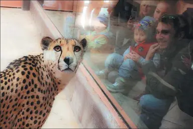  ?? GLEB GARANICH / REUTERS ?? Visitors look at a cheetah at a zoo called 12 Months in Demydiv, Ukraine, last week.