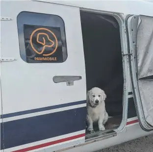  ??  ?? Fi Millhouse's dog is all set for a Pawmobile flight across Bass Strait.