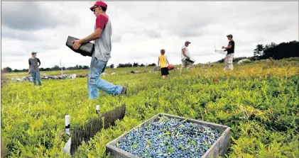  ?? AP FILE PHOTO ?? Workers harvest wild blueberrie­s at the Ridgeberry Farm in Appleton, Maine, in July 2012.