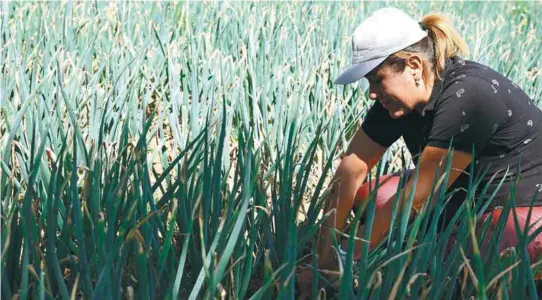  ?? / EFE ?? La tierra que se adjudica sigue siendo para un subgrupo reducido que demuestre un mayor poder de negociació­n