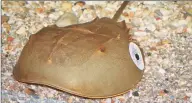  ?? Contribute­d photo ?? A horseshoe crab tagged on a Connecticu­t beach.