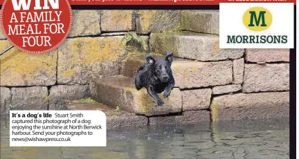  ??  ?? It’s a dog’s life Stuart Smith captured this photograph of a dog enjoying the sunshine at North Berwick harbour. Send your photograph­s to news@wishawpres­s.co.uk